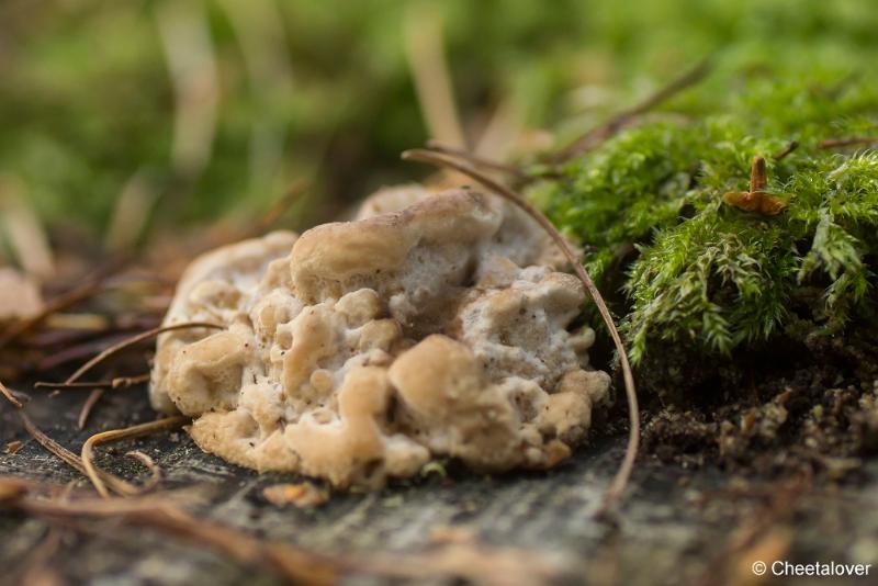 _DSC0112.JPG - Paddestoelen in Herbertus bossen