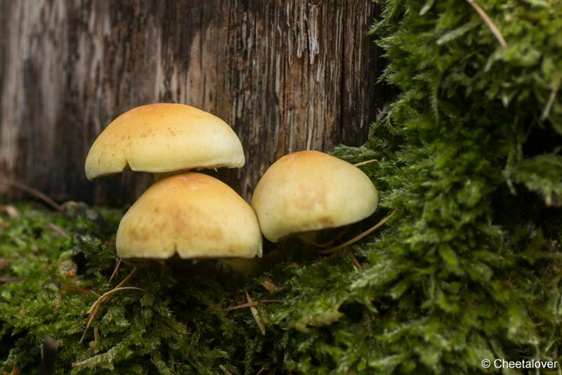 _DSC0113.JPG - Paddestoelen in Herbertus bossen