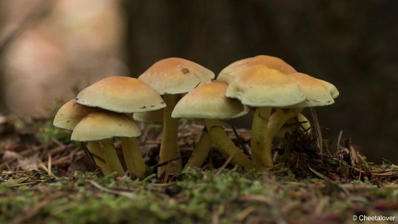 _DSC0118.JPG - Paddestoelen in Herbertus bossen