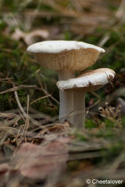 _DSC0122.JPG - Paddestoelen in Herbertus bossen