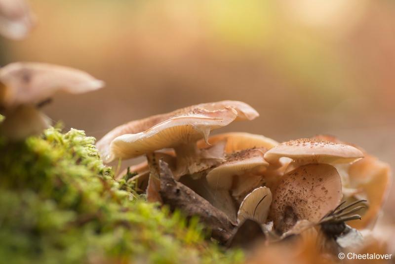 _DSC0125.JPG - Paddestoelen in Herbertus bossen