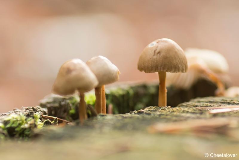 _DSC0128.JPG - Paddestoelen in Herbertus bossen