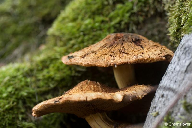 _DSC0143.JPG - Paddestoelen in Herbertus bossen