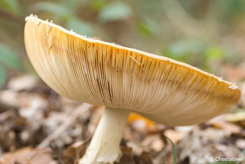 _DSC0154.JPG - Paddestoelen in Herbertus bossen