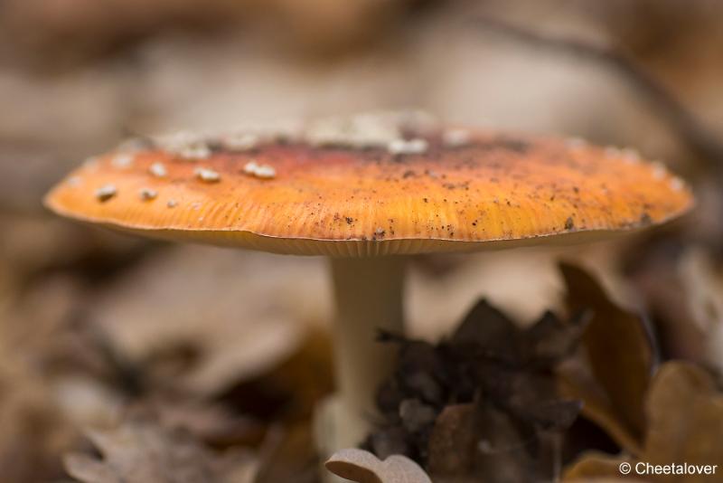 _DSC0158.JPG - Paddestoelen in Herbertus bossen