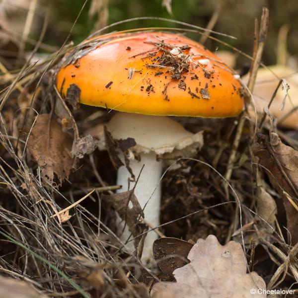 _DSC0161.JPG - Paddestoelen in Herbertus bossen