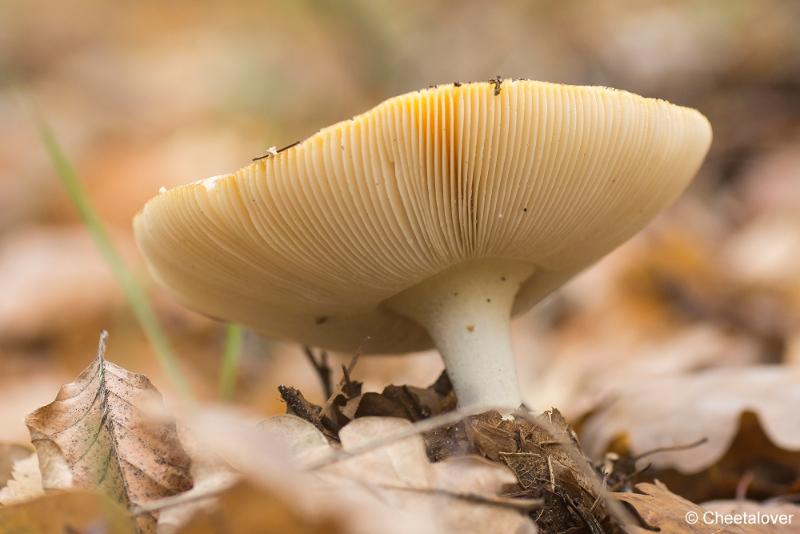 _DSC0169.JPG - Paddestoelen in Herbertus bossen