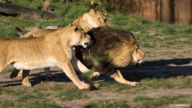 _DSC0041.JPG - Safaripark Beekse Bergen