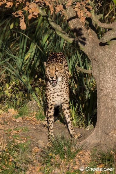 _DSC0130.JPG - Safaripark Beekse Bergen