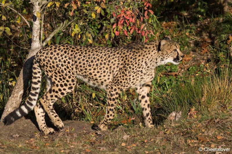 _DSC0139.JPG - Safaripark Beekse Bergen