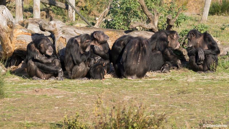 _DSC0161.JPG - Safaripark Beekse Bergen