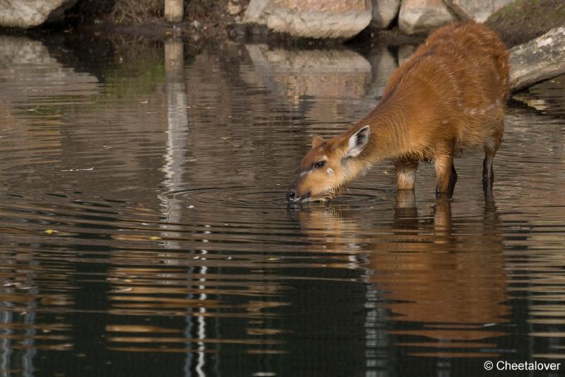 _DSC0293.JPG - Safaripark Beekse Bergen