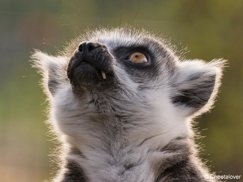 _DSC0420.JPG - Safaripark Beekse Bergen