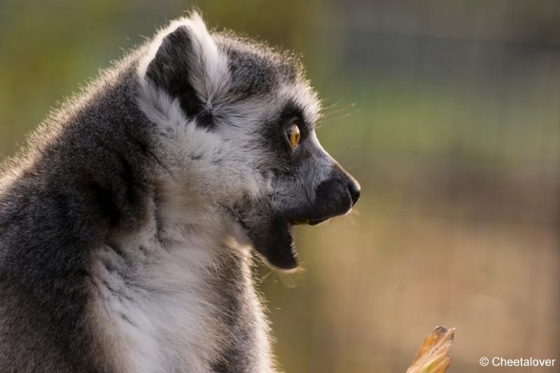 _DSC0423.JPG - Safaripark Beekse Bergen