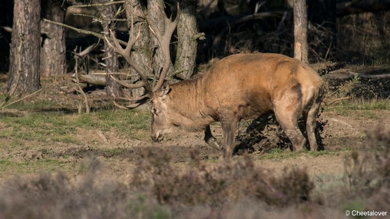 DSC00580.JPG - Nationaal Park de Hoge Veluwe