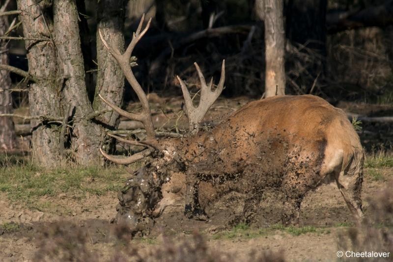 DSC00598.JPG - Nationaal Park de Hoge Veluwe