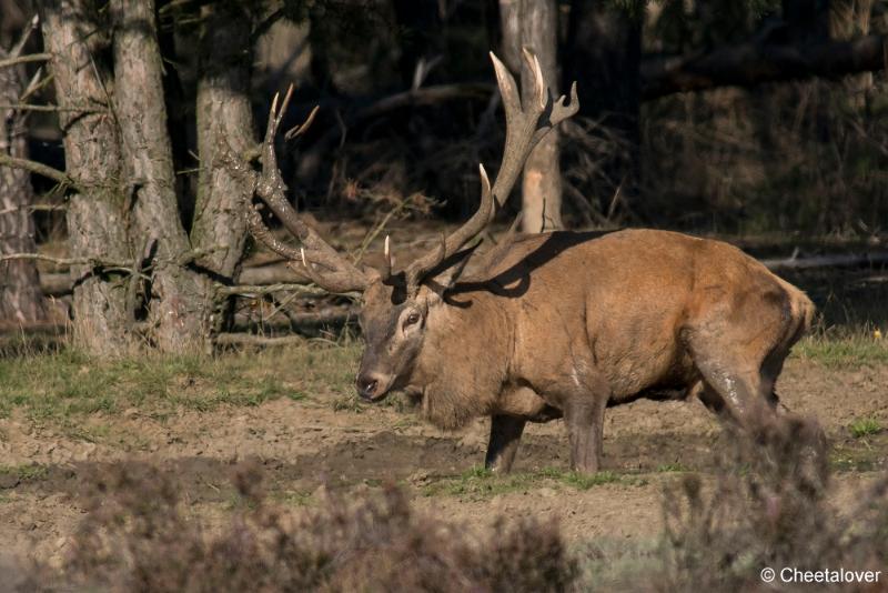 DSC00610.JPG - Nationaal Park de Hoge Veluwe