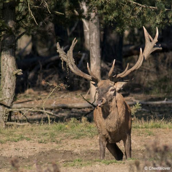 DSC00630.JPG - Nationaal Park de Hoge Veluwe