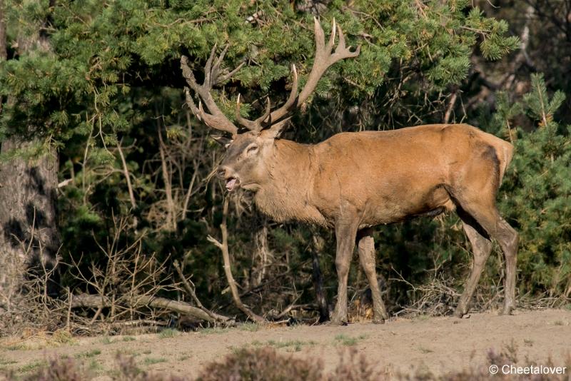 DSC00774.JPG - Nationaal Park de Hoge Veluwe