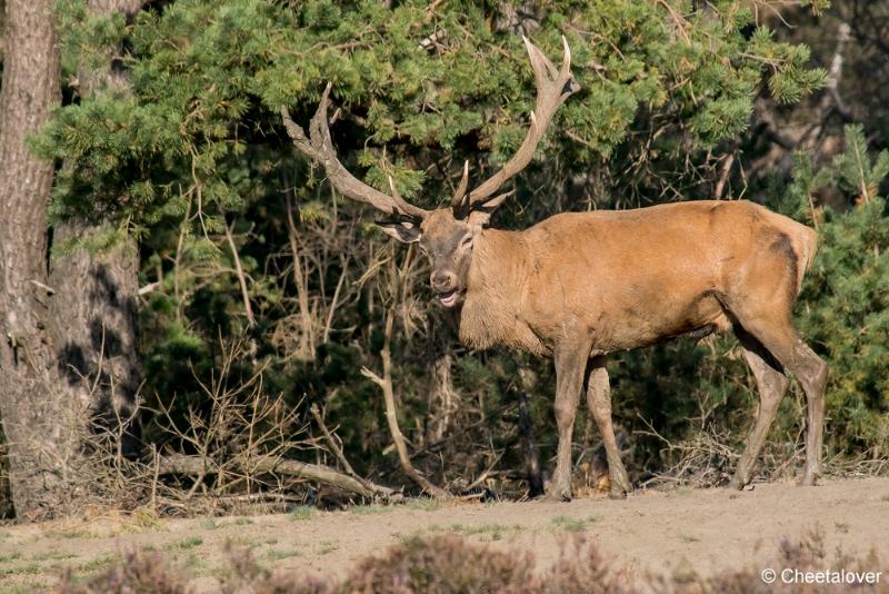 DSC00779.JPG - Nationaal Park de Hoge Veluwe