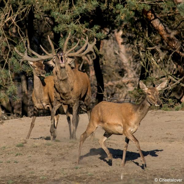 DSC00917.JPG - Nationaal Park de Hoge Veluwe