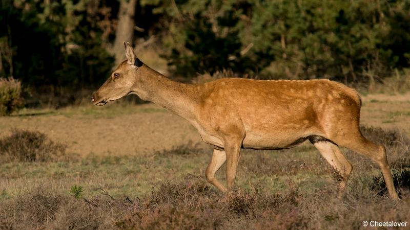 DSC01122.JPG - Nationaal Park de Hoge Veluwe