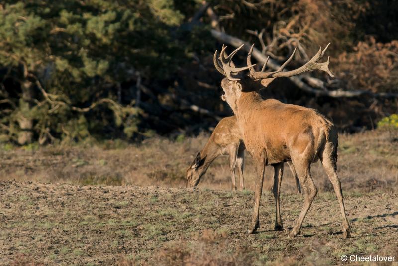 DSC01159.JPG - Nationaal Park de Hoge Veluwe