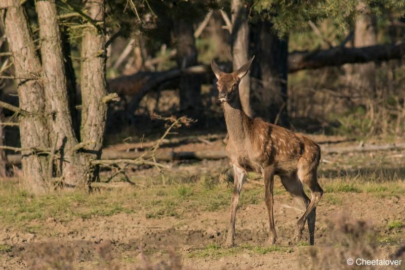 DSC01210.JPG - Nationaal Park de Hoge Veluwe