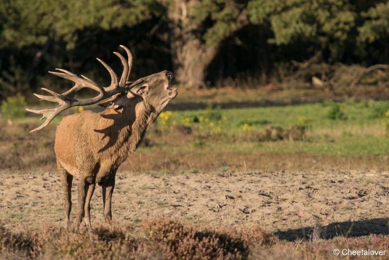 DSC01353.JPG - Nationaal Park de Hoge Veluwe