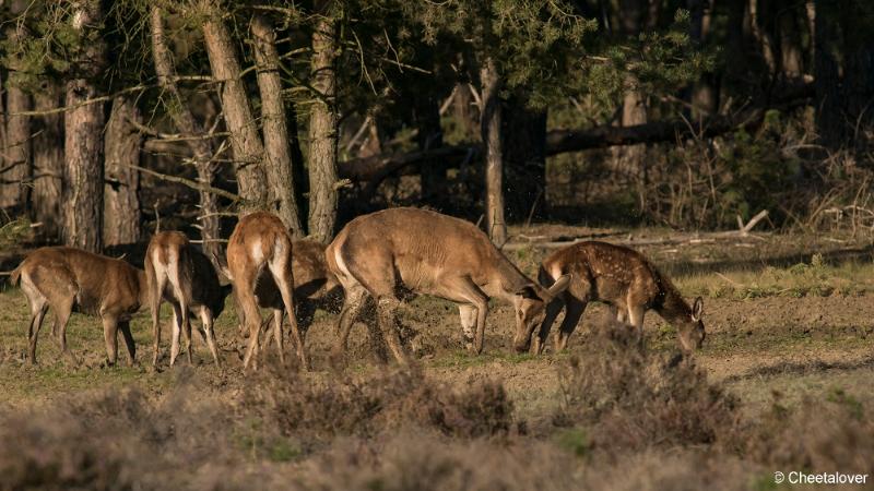 DSC01396.JPG - Nationaal Park de Hoge Veluwe