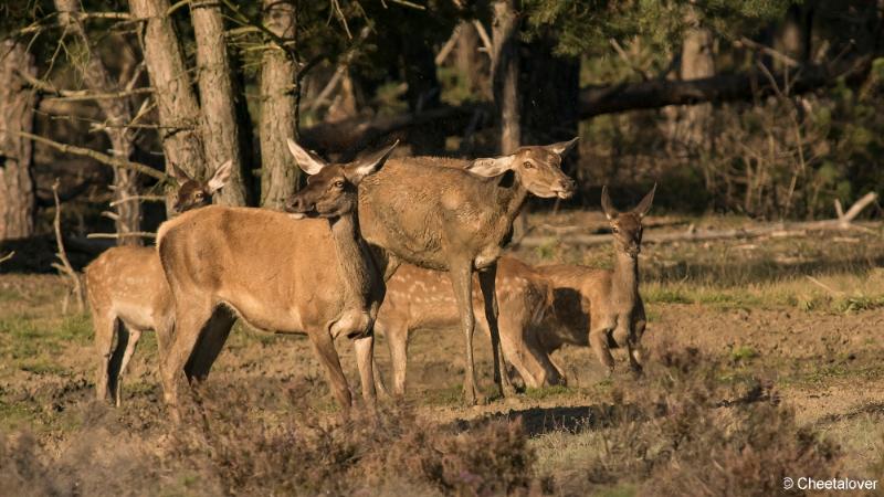 DSC01410.JPG - Nationaal Park de Hoge Veluwe