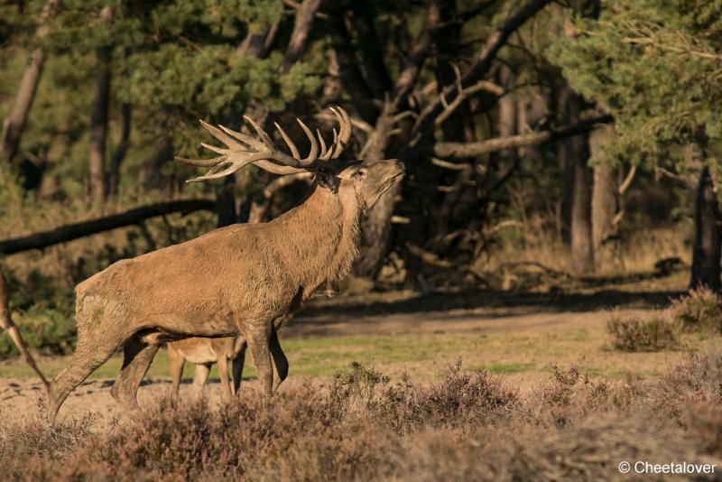 DSC01427.JPG - Nationaal Park de Hoge Veluwe