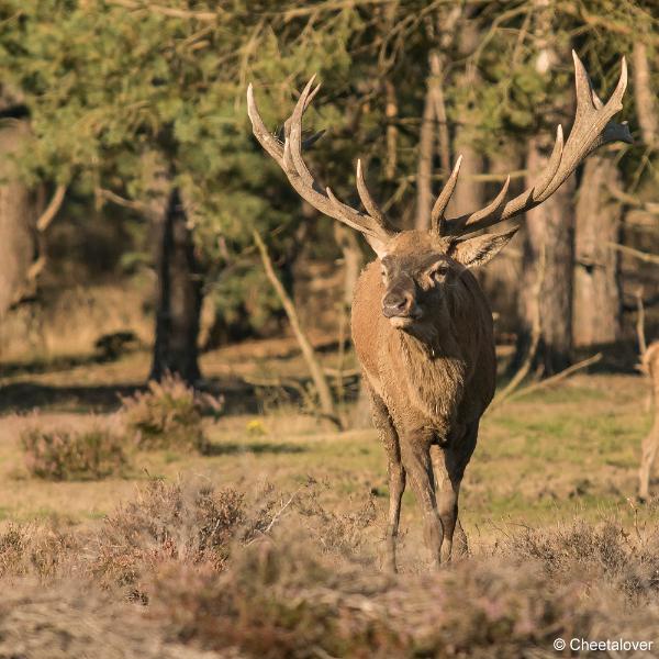 DSC01440.JPG - Nationaal Park de Hoge Veluwe