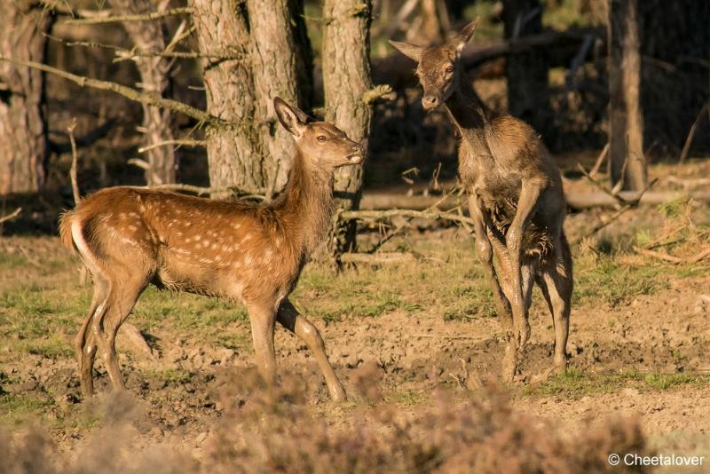 DSC01478.JPG - Nationaal Park de Hoge Veluwe