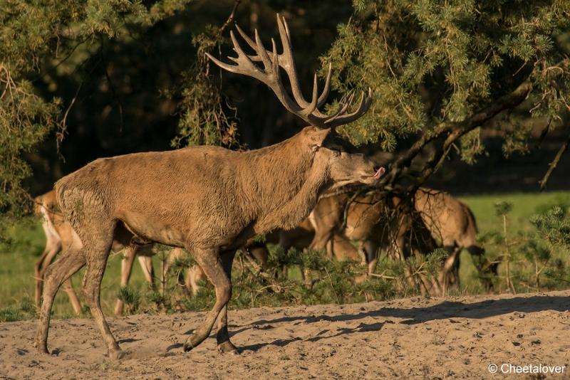 DSC01550.JPG - Nationaal Park de Hoge Veluwe