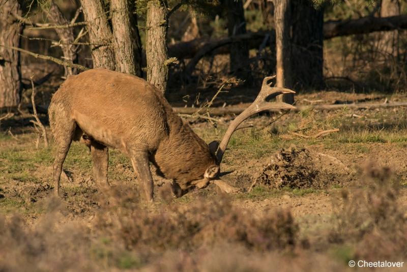 DSC01612.JPG - Nationaal Park de Hoge Veluwe