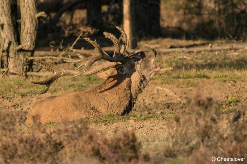 DSC01630.JPG - Nationaal Park de Hoge Veluwe