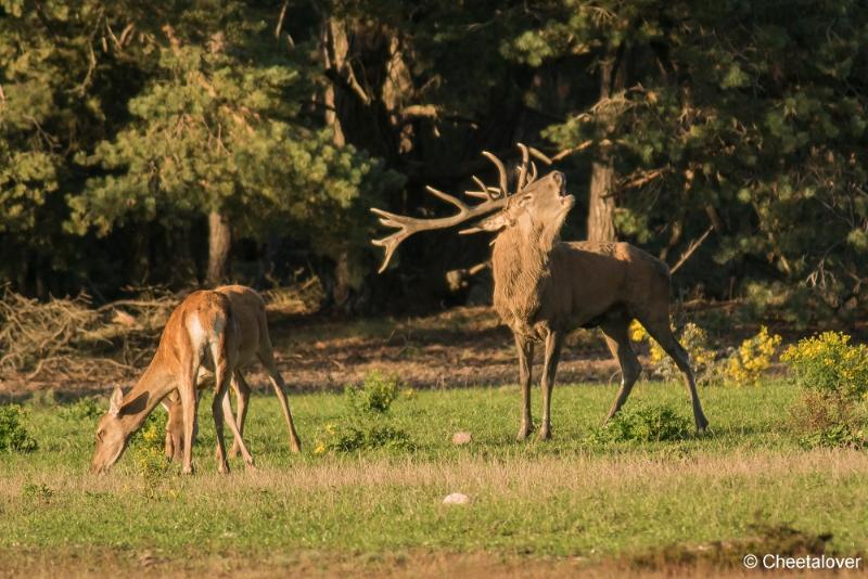 DSC01754.JPG - Nationaal Park de Hoge Veluwe