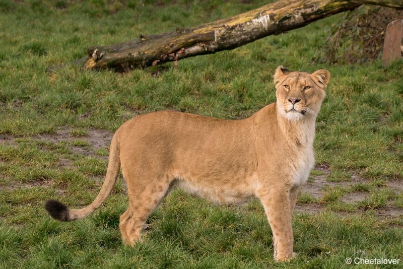 DSC00001.JPG - Safaripark Beekse Bergen Kerstdiner