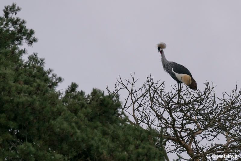 DSC00009.JPG - Safaripark Beekse Bergen Kerstdiner