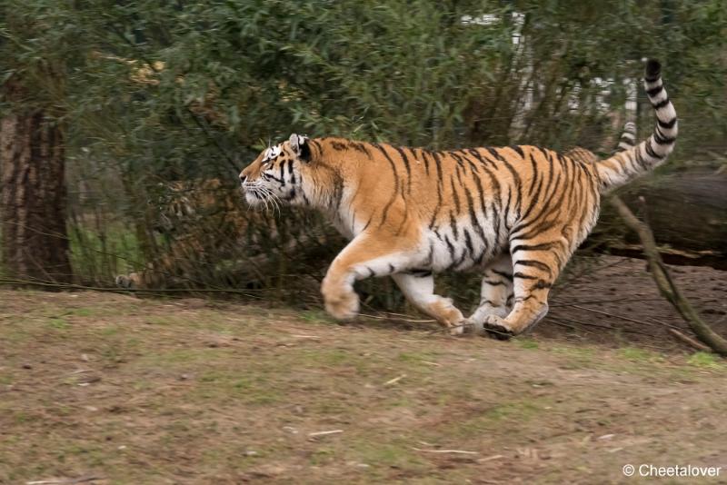 DSC00016.JPG - Safaripark Beekse Bergen Kerstdiner