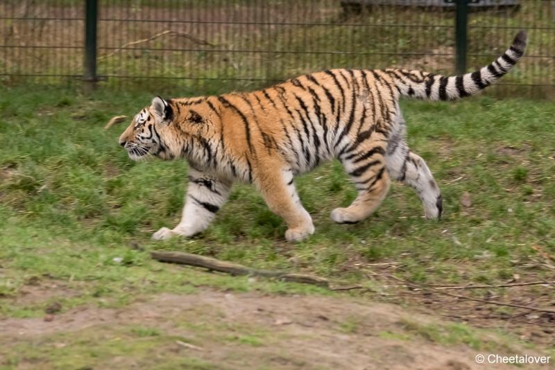 DSC00030.JPG - Safaripark Beekse Bergen Kerstdiner