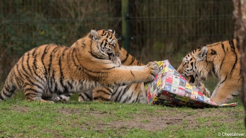 DSC00048.JPG - Safaripark Beekse Bergen Kerstdiner