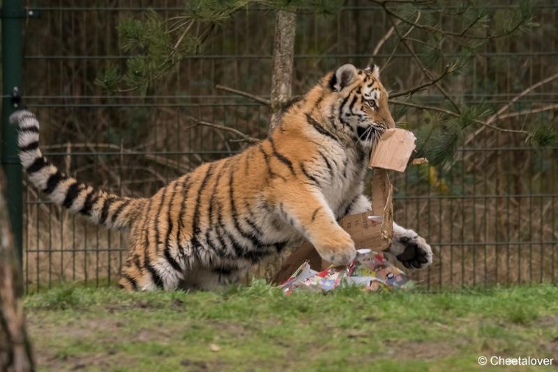 DSC00093.JPG - Safaripark Beekse Bergen Kerstdiner