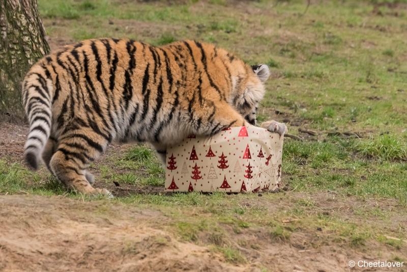 DSC00121.JPG - Safaripark Beekse Bergen Kerstdiner