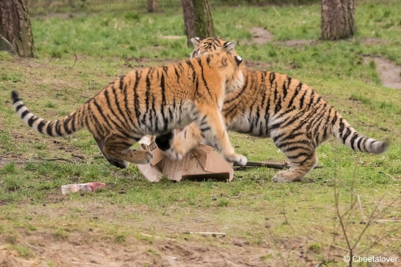 DSC00135.JPG - Safaripark Beekse Bergen Kerstdiner