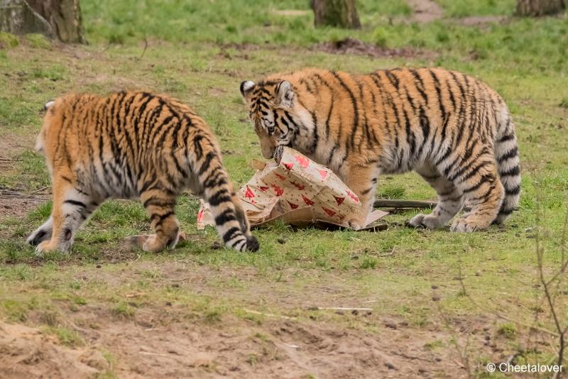 DSC00139.JPG - Safaripark Beekse Bergen Kerstdiner