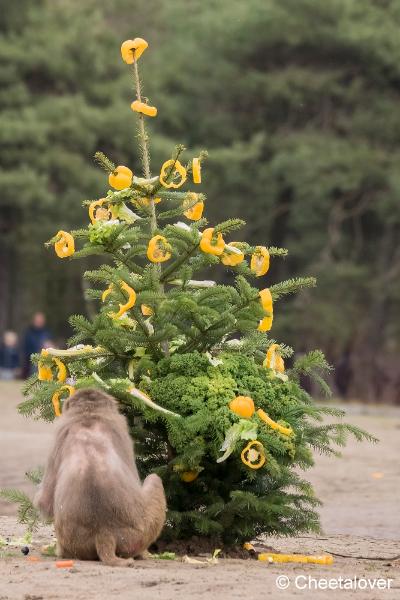 DSC00169.JPG - Safaripark Beekse Bergen Kerstdiner