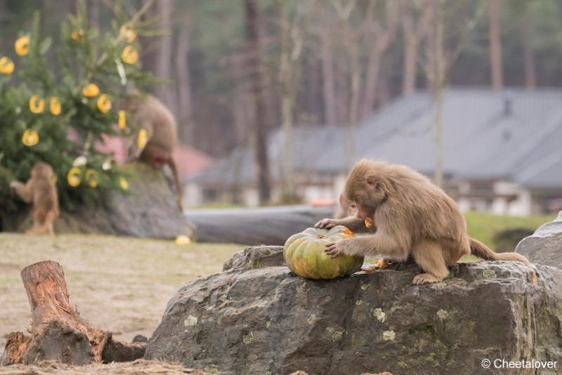 DSC00220.JPG - Safaripark Beekse Bergen Kerstdiner