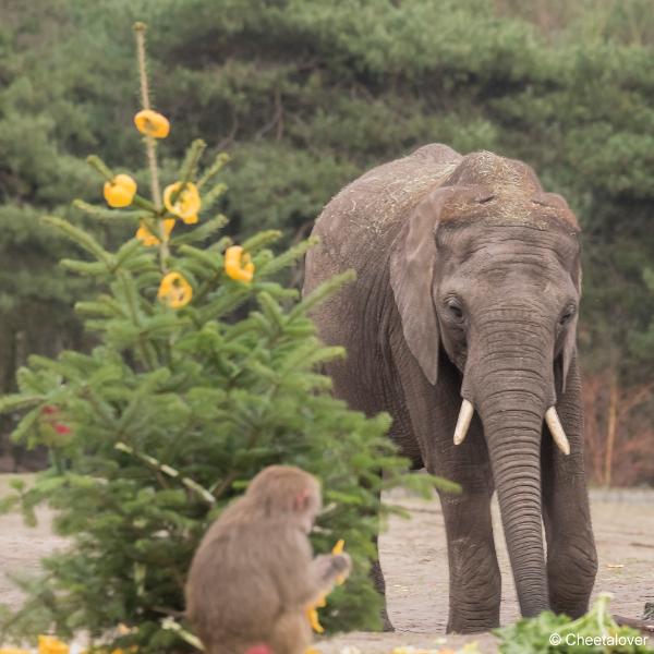 DSC00258.JPG - Safaripark Beekse Bergen Kerstdiner